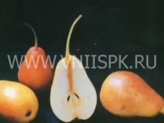 Сорт груши Румяная Беркут