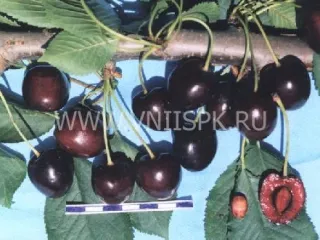Сорт черешни Французская Чёрная