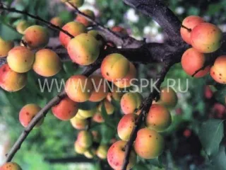 Сорт абрикоса Графиня