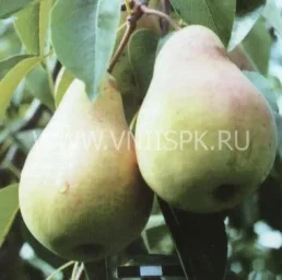 Сорт груши Нерусса 0