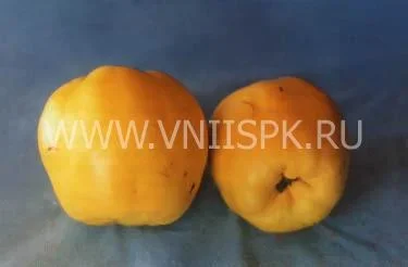 Сорт айвы Аврора 0