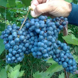 Сорт винограда Амурский прорыв (Один) 2