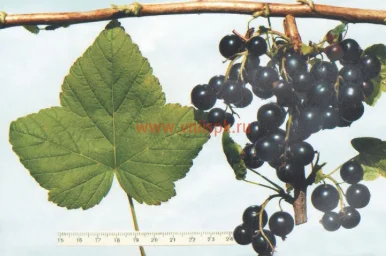 Сорт смородины черной Поэзия (Нежная) 0