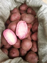 Сорт картофеля Сюрприз 3