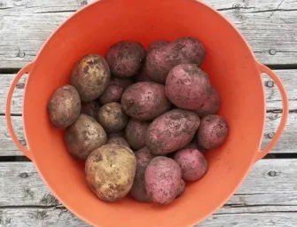 Сорт картофеля Рокко 3
