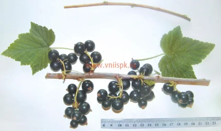 Сорт смородины черной Чишма 0
