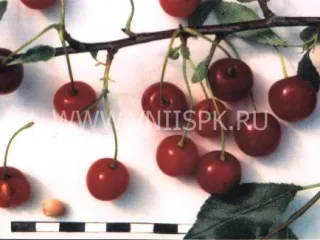 Сорт вишни Щедрая (Вишня)
