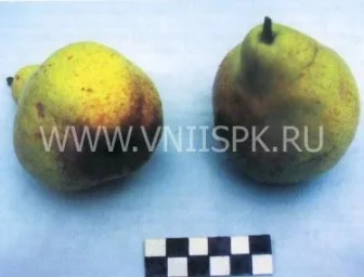 Сорт груши Нектарная 0