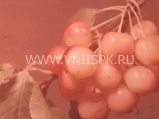 Сорт черешни Росинка