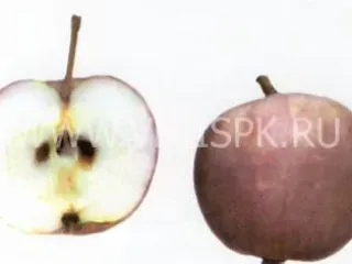 Сорт яблони Лада (Яблоня)