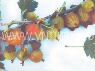 Сорт крыжовника Станичный