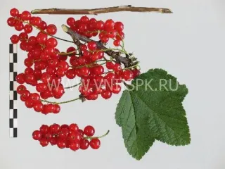 Сорт смородины красной Дана