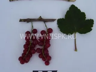 Сорт смородины красной Йонкер Ван Тетс (Jonkheer Van Tets, Джонхир Ван Тетс)