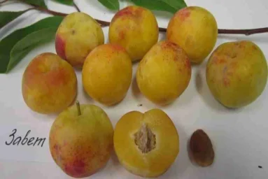 Сорт сливы китайской Завет 0