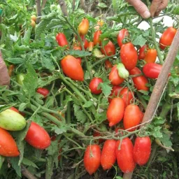 Сорт томата Кибиц 0