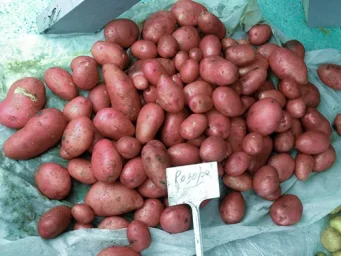 Сорт картофеля Розара 1