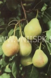 Сорт груши Лель (Груша) 0