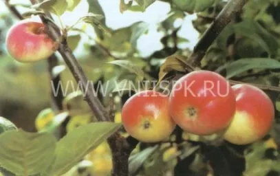 Сорт яблони Слава Приморья 0