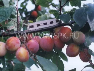 Сорт сливы домашней Казанская