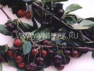 Сорт вишни Краснодарская Сладкая