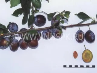 Сорт сливы домашней Ника (Слива)