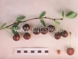Сорт вишни Севастьяновская