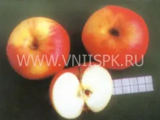 Сорт яблони Утес