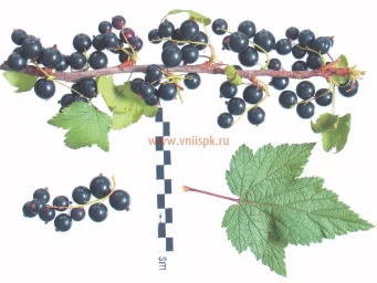 Сорт смородины черной Искушение 0