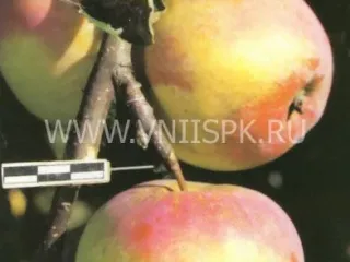 Сорт яблони Куликовское