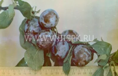 Сорт сливы домашней Волжская Ранняя 0