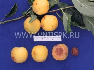 Сорт сливы китайской Рассвет Ранний