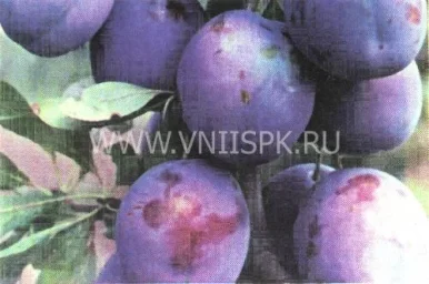 Сорт сливы домашней Волошка 0