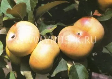 Сорт яблони Ренет Шампанский (Ренет Бумажный, Ренет Бесподобный, Бумажный Ренет) 0