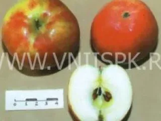 Сорт яблони Сеянец Титовки