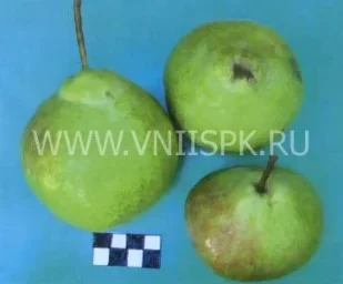 Сорт груши Юбилейная Корнеева 0