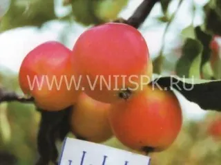 Сорт яблони Минусинское Красное (Минусинка)