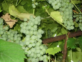 Сорт винограда Краса севера (Ольга) 3
