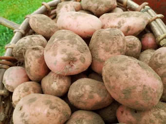 Сорт картофеля Кумач 1