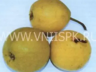 Сорт груши Бережёная (Бере Жёлтая Улучшенная, Бере Жёлтая)