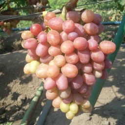 Сорт винограда Ливия 1