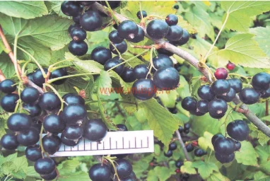 Сорт смородины черной Литвиновская 0
