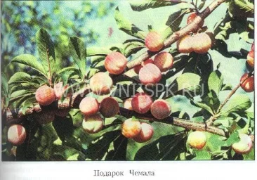 Сорт сливы китайской Подарок Чемала 0