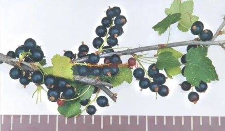 Сорт смородины черной Воронинская 0