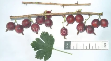 Сорт крыжовника Маяк 0