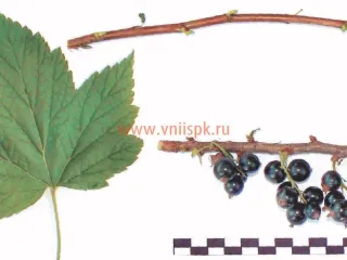 Сорт смородины черной Купалинка