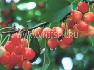 Сорт черешни Мичуринка