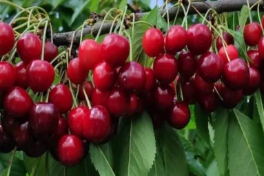 Сорт черешни Подарок Орлу 0