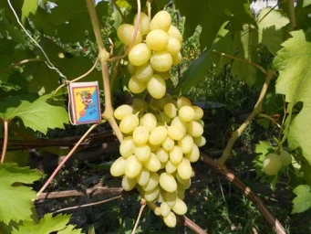 Сорт винограда Ландыш 1