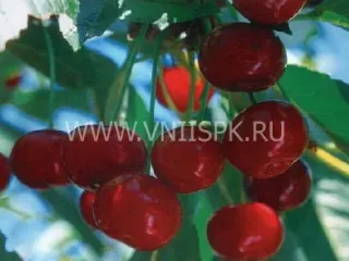 Сорт вишни Живица