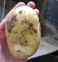 Сорт картофеля Уладар 3
